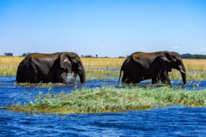 River Safari in Chobe National Park, Botswana