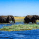 River Safari in Chobe National Park, Botswana