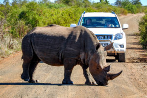 Chasing the Big 5 on Safari in Kruger National Park