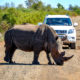 Chasing the Big 5 on Safari in Kruger National Park