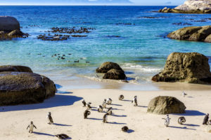 Top 7 highlights of an amazing Cape Town trip