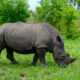 Tracking Rhinos on Foot at Ziwa Sanctuary, Uganda