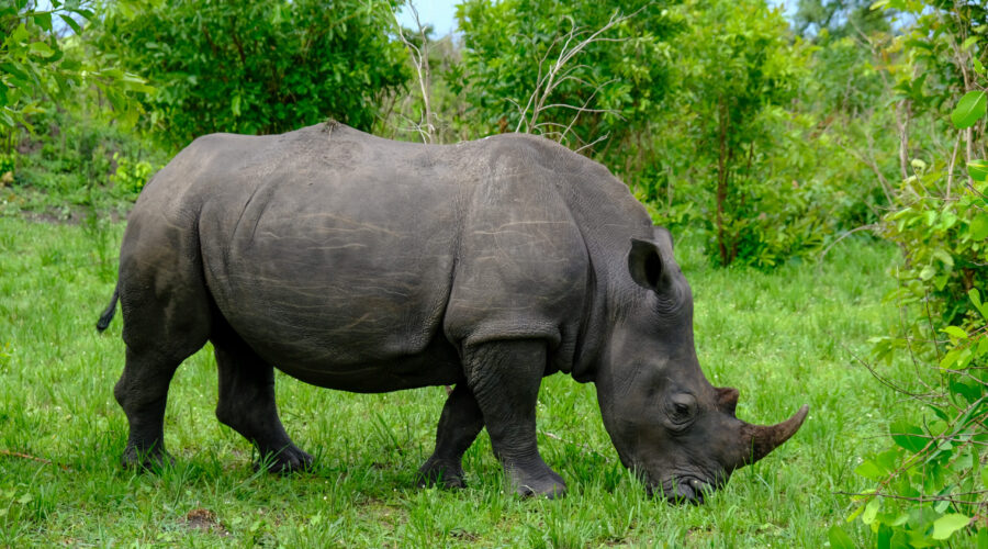 Tracking Rhinos on Foot at Ziwa Sanctuary, Uganda