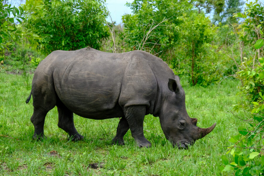 Tracking Rhinos on Foot at Ziwa Sanctuary, Uganda